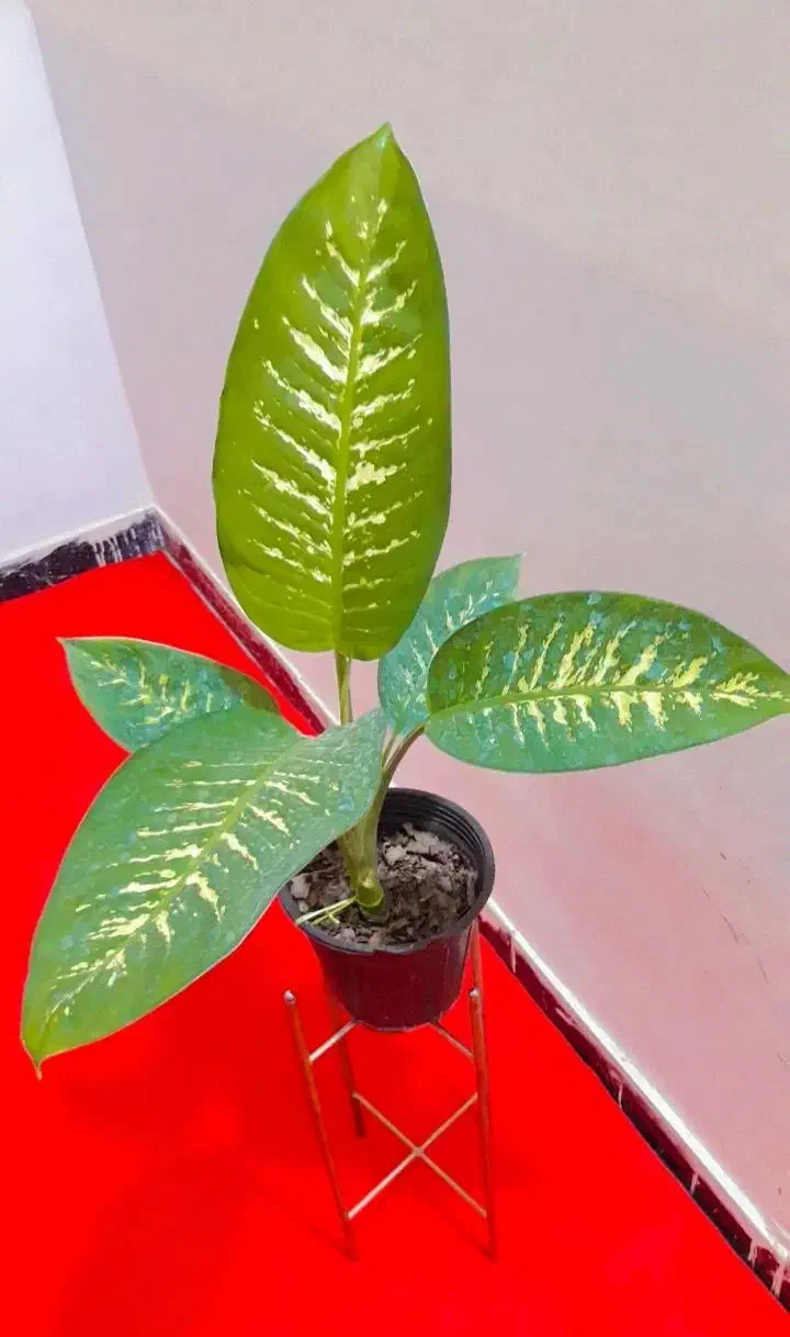 گل و گیاه اپارتمانی مقاوم دیفن باخیا پتوس|گل و گیاه طبیعی|زابل, |دیوار