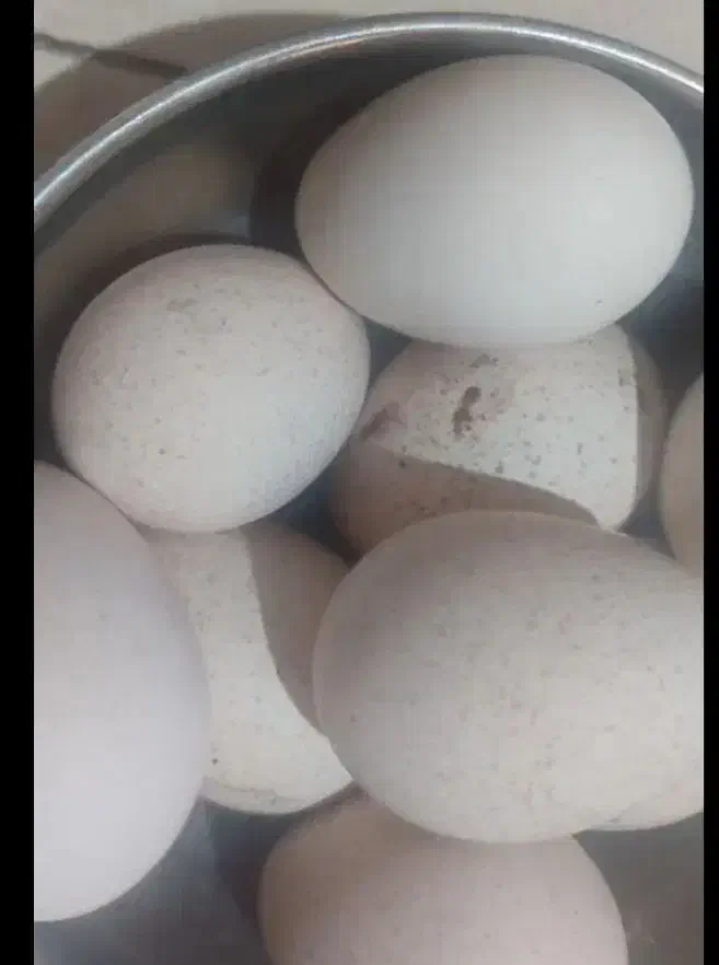 تخم بوقلمون برنز  ۵۰/۰۰۰|حیوانات مزرعه|تهران, پونک|دیوار