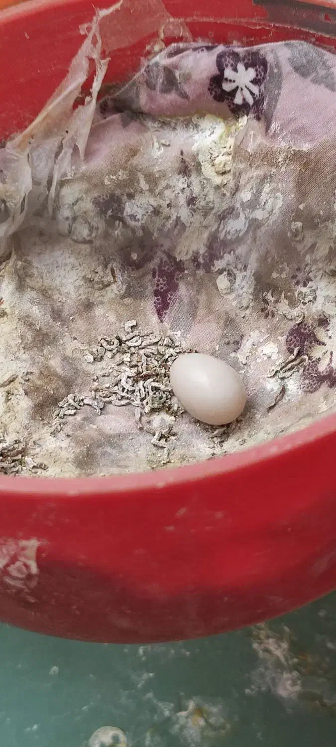 یک جفت فنچ بالغ سالم همراه با تخم|پرنده|کرمانشاه, |دیوار