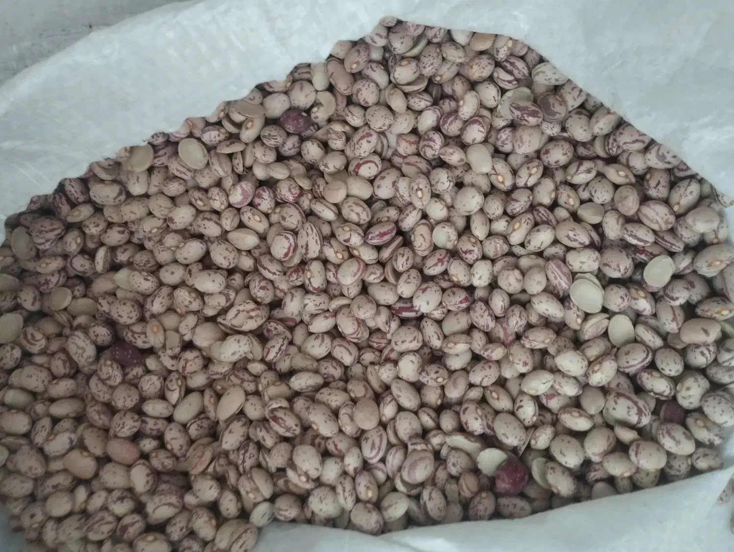 لوبیا چیتی|خوردنی و آشامیدنی|شیراز, شهدای شهرک سعدی|دیوار