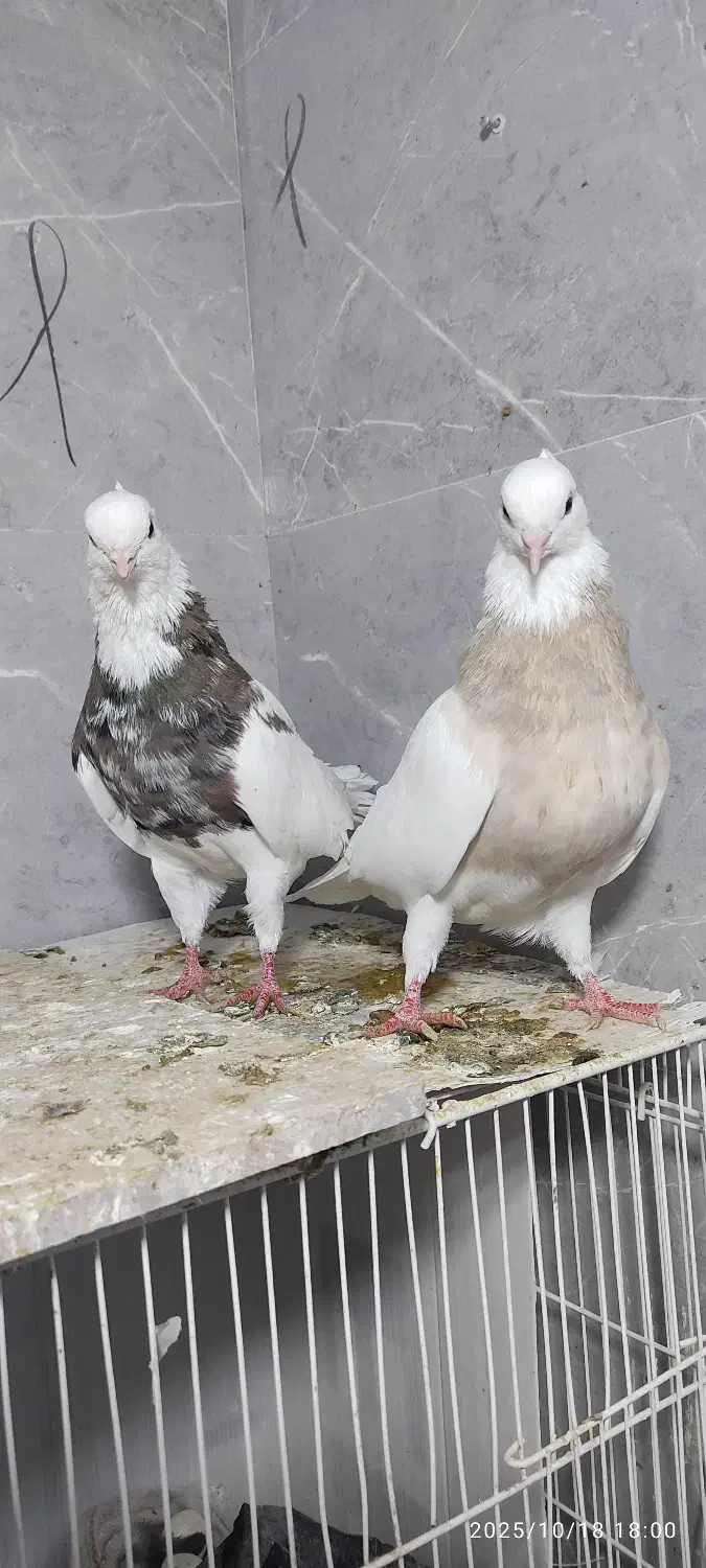 کفتر طوقی هفت رنگ کرمانشاهی ویک جفت خال و چپ کاکلی|پرنده|تربت‌حیدریه, ۴۵ متری|دیوار