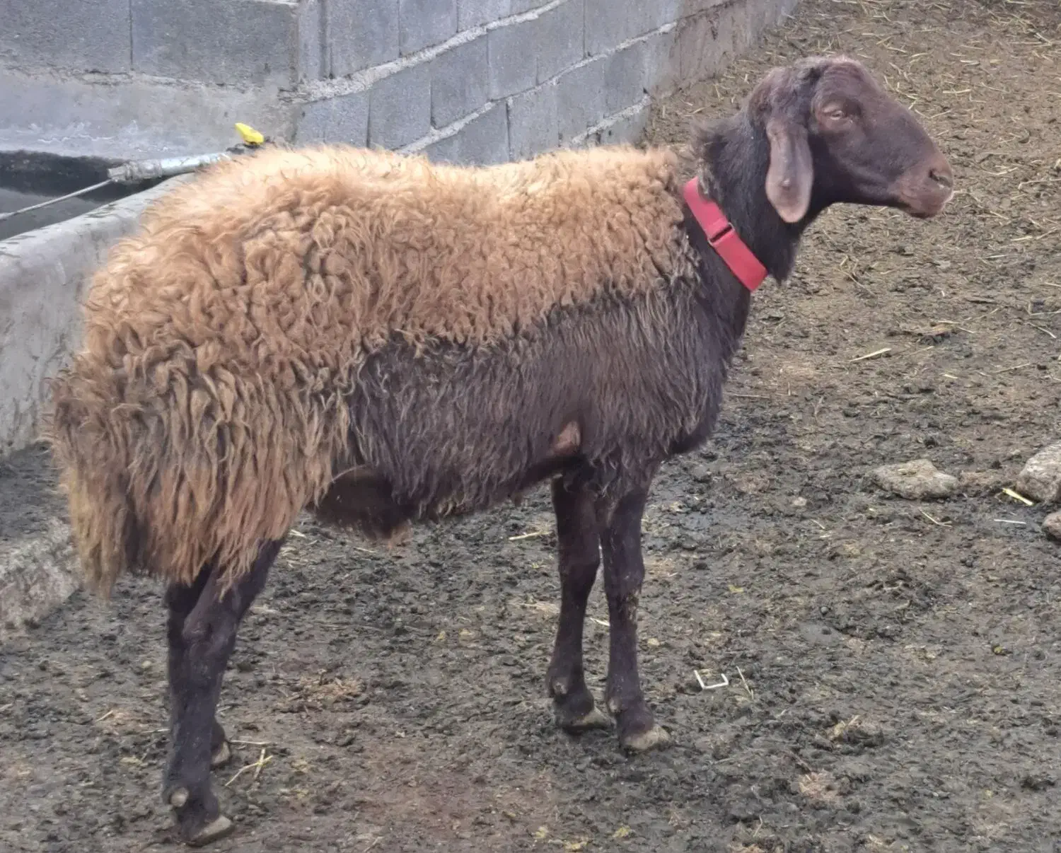 قوچ وبره‌قوچ همو. میش وشیشک همو وهترو|حیوانات مزرعه|کهریزک, |دیوار