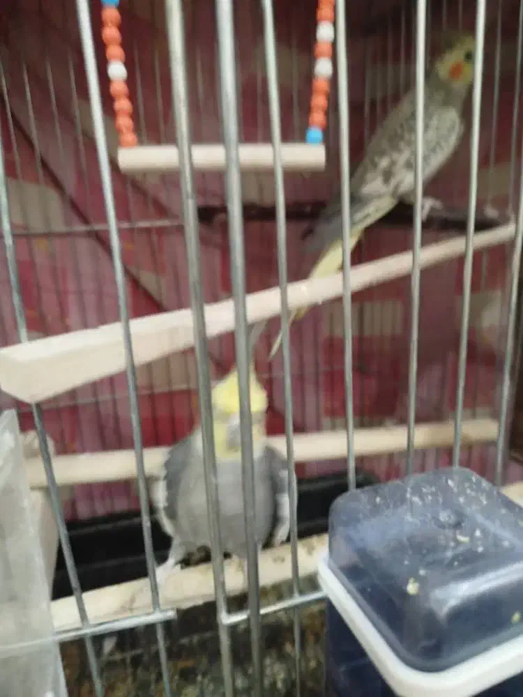 عروس هلندی مولد|پرنده|پاکدشت, پاکدشت (مامازند)|دیوار