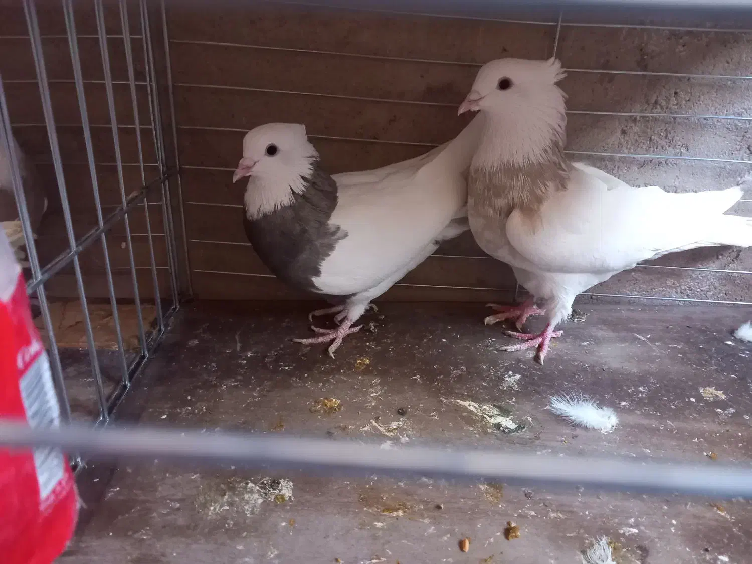 طوقی|پرنده|اشکذر, |دیوار