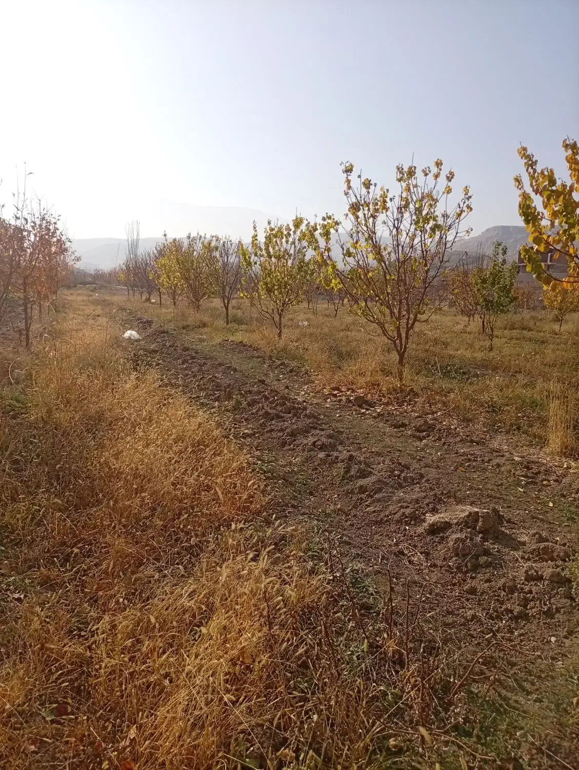 فروش باغ نقلی|فروش زمین و ملک کلنگی|ماکو, |دیوار