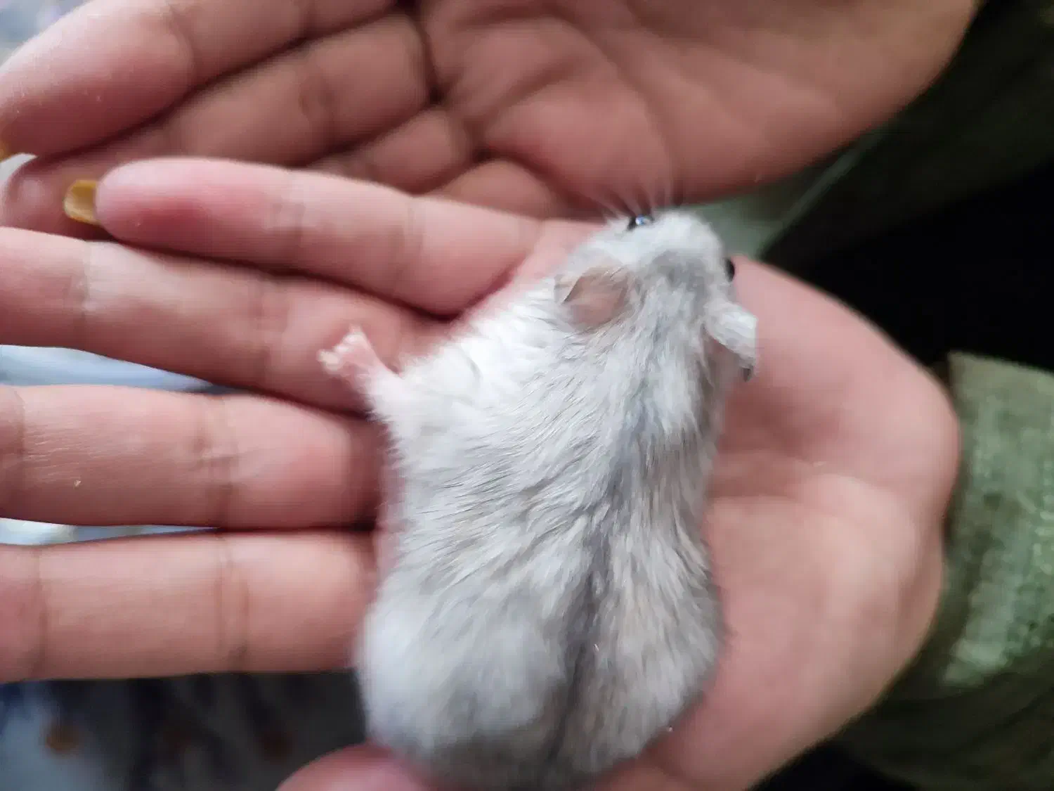 همستر مینیاتوری|موش و خرگوش|شیراز, شریف‌آباد|دیوار