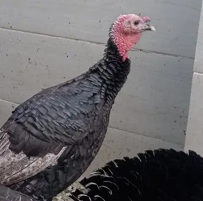 بوقلمون نر|حیوانات مزرعه|کرمان, |دیوار