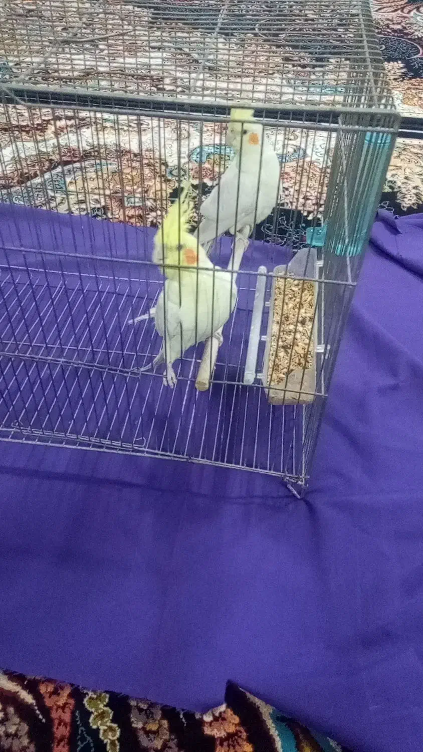 عروس هلندی لوتینو|پرنده|خمینی‌شهر, |دیوار