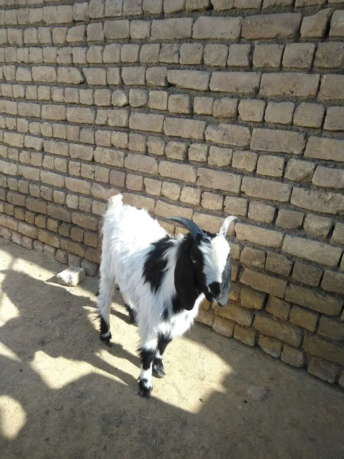 بزغاله|حیوانات مزرعه|قم, مهر آباد|دیوار