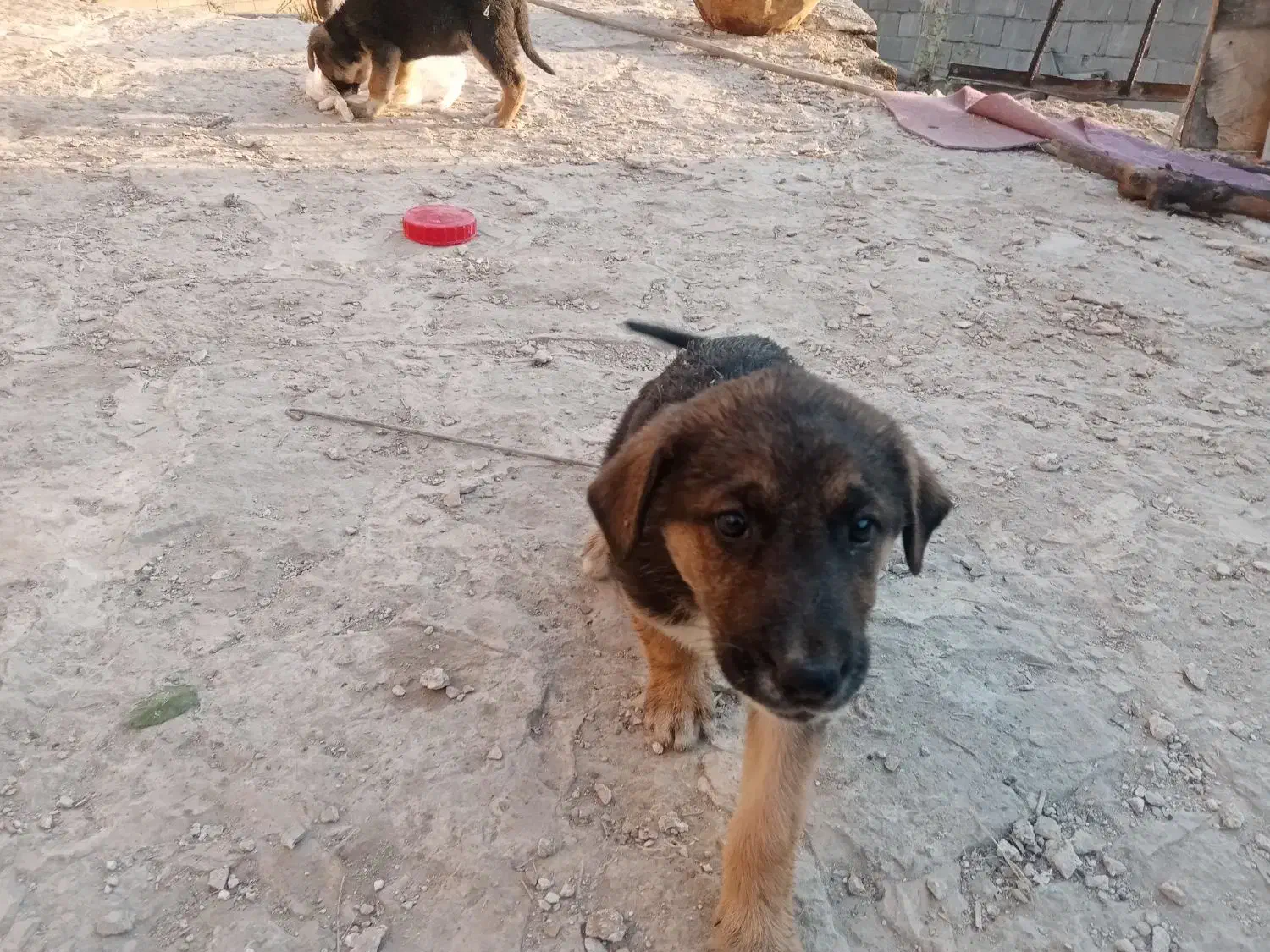 توله مالینویز وژرمن|سگ|گلبهار, شهر جدید گلبهار|دیوار