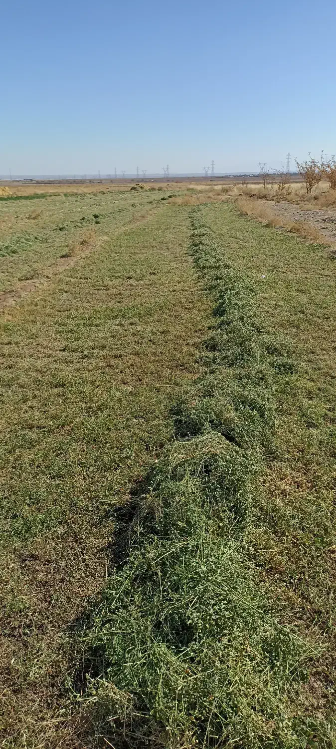 بیده دست پیچ پربرگ و نرم کیلویی 30000|حیوانات مزرعه|رفسنجان, |دیوار