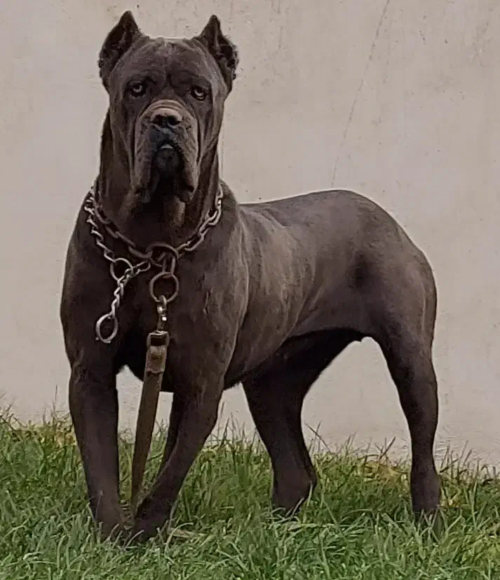 کنکورسو ماده|سگ|چهارباغ, |دیوار