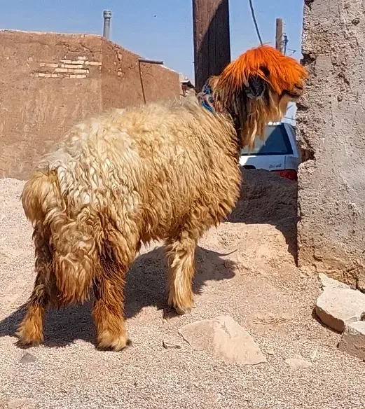 دو راس میش اصل بختیاری|حیوانات مزرعه|شوشتر, |دیوار
