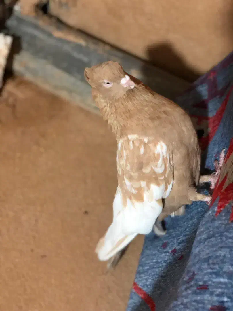 فروش کبوتر|پرنده|مرودشت, بیست متری بیمارستان|دیوار