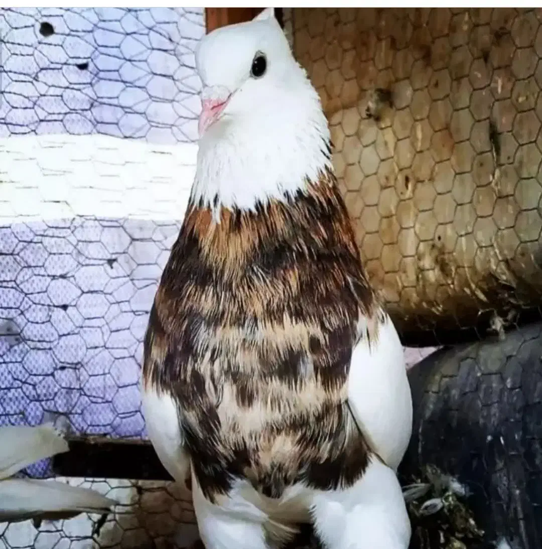 2500000|پرنده|سبزوار, قصبه شرقی|دیوار