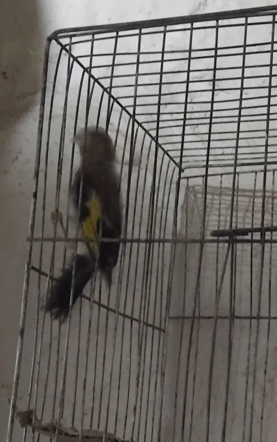 سهره|پرنده|زنجان, |دیوار