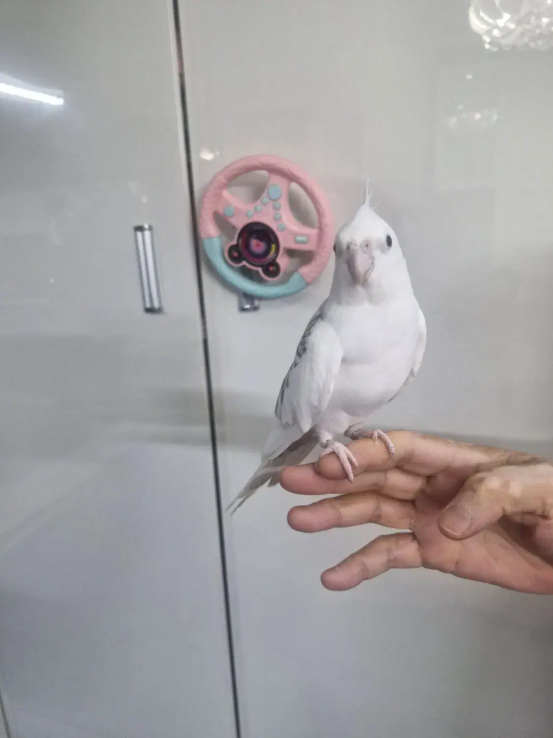 عروس هلندی مولد|پرنده|رشت, استقامت ۲|دیوار