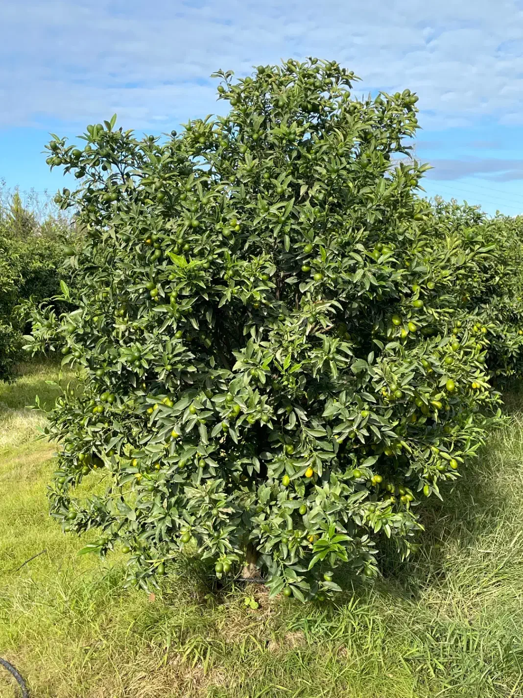 درخت کامکوات  ۶ ساله|گل و گیاه طبیعی|خرم‌آباد (تنکابن), |دیوار