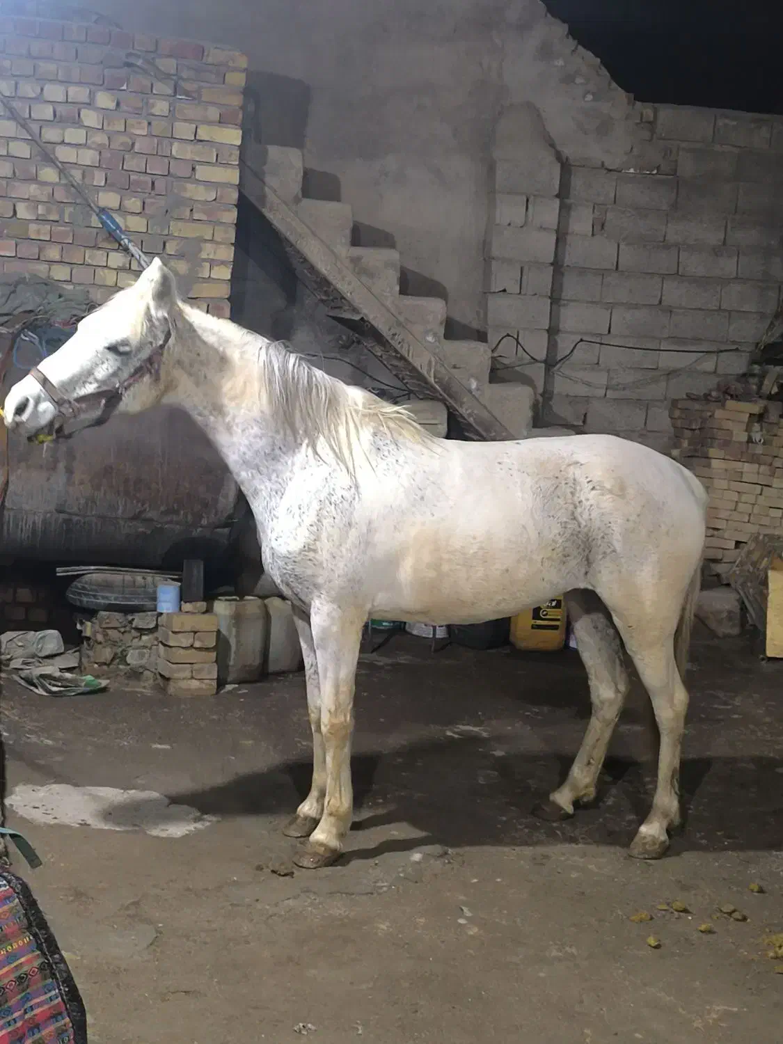 مادیان یورقه|اسب و تجهیزات اسب‌سواری|نیشابور, مازول|دیوار