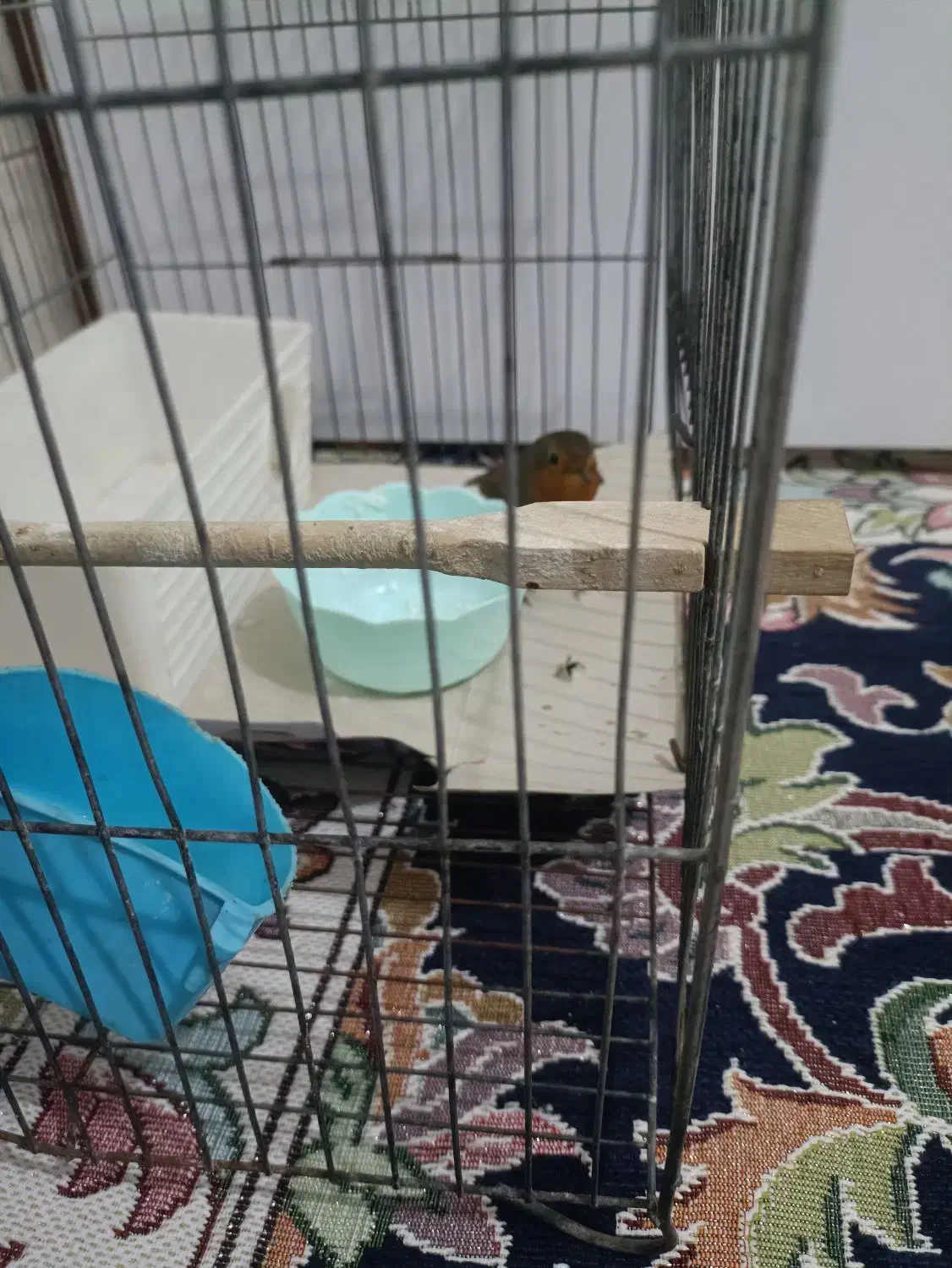 سهره|پرنده|پلدختر, |دیوار