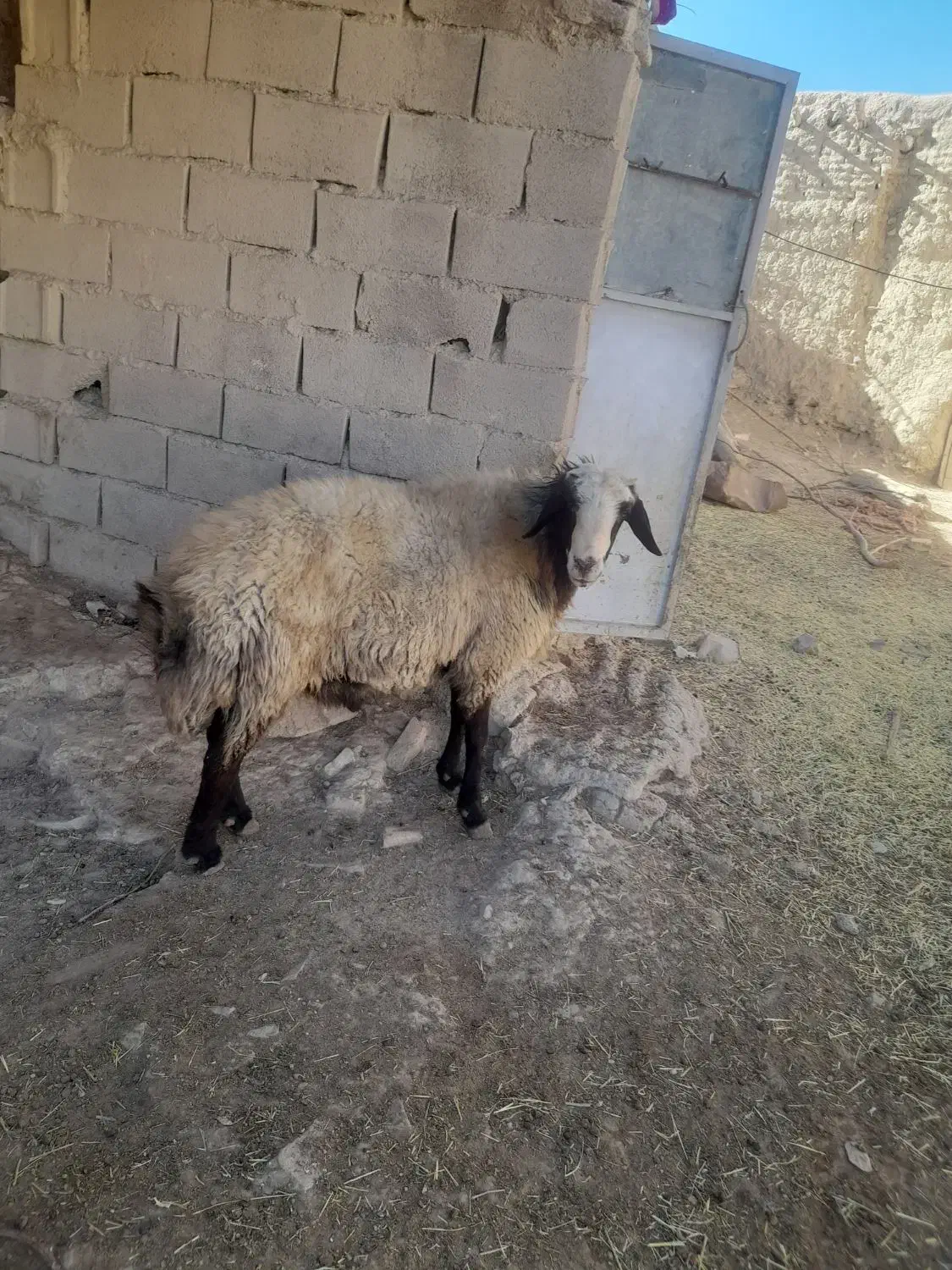 بره نر|حیوانات مزرعه|رزن, |دیوار