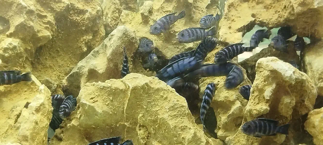 سیچلاید دماسونی مولد ۱۸۰تومان|ماهی|مشهد, بهاران|دیوار