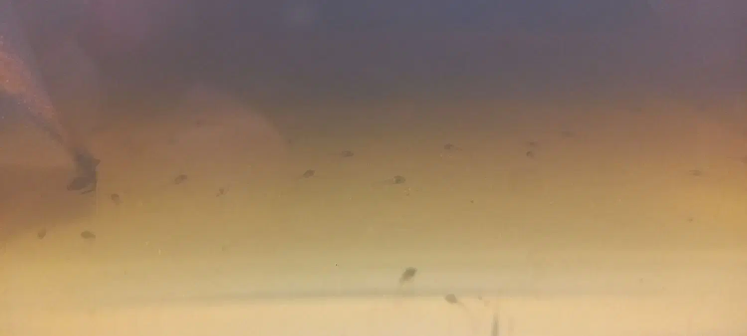 تعداد بالایی بچه فایتر|ماهی|فردیس, منظریه|دیوار