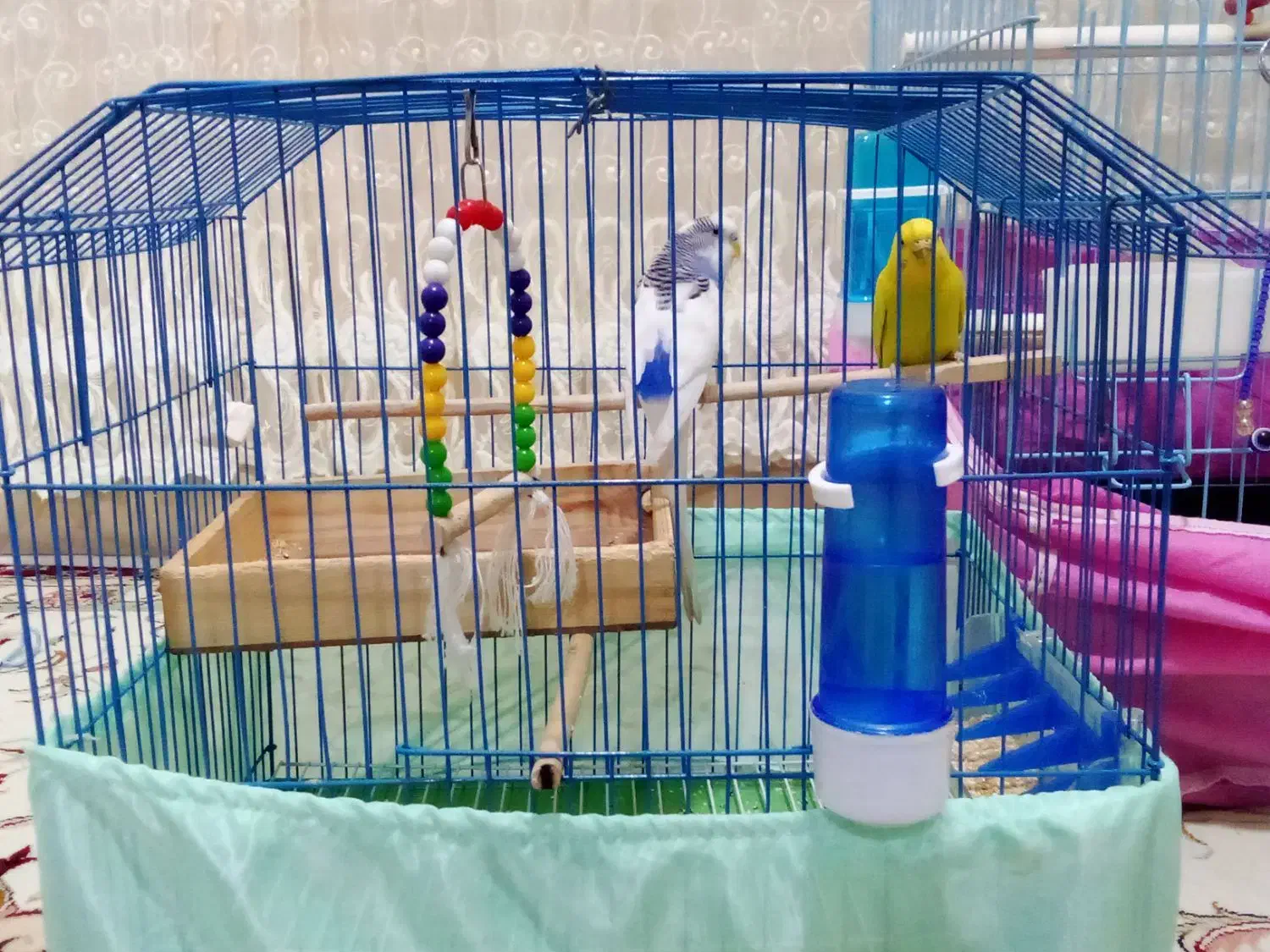 یک جفت مرغعشقباقفسمعاوضهباعروسهلندیماده|پرنده|الوند, |دیوار