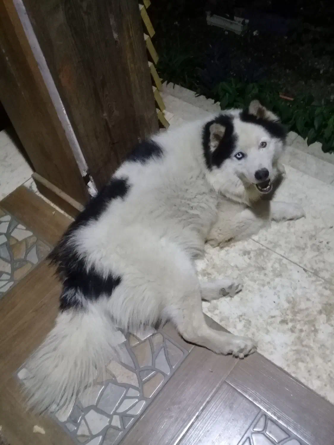 هاسکی بالغ نر|سگ|رشت, گیل|دیوار