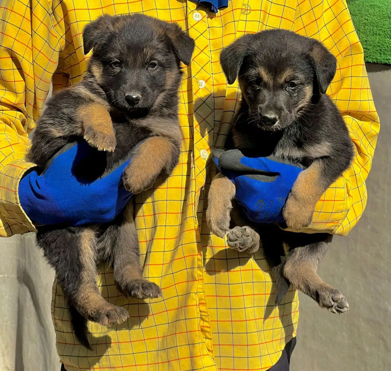 سگ ژرمن شپردنروماده دوماه اصیل باهم یکجای فی ۱۸م ت|سگ|تهران, باشگاه نفت|دیوار