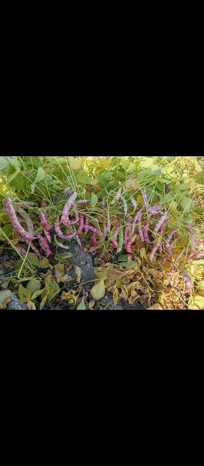 لوبیا چیتی|عمده‌فروشی|اقلید, |دیوار