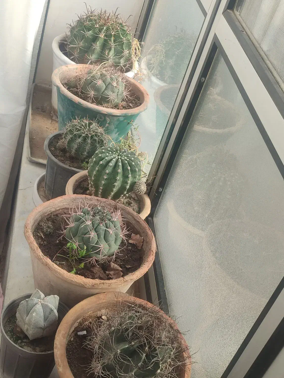 گل کاکتوس شمعدانی ختمی الوورا آگاو|گل و گیاه طبیعی|خوی, |دیوار