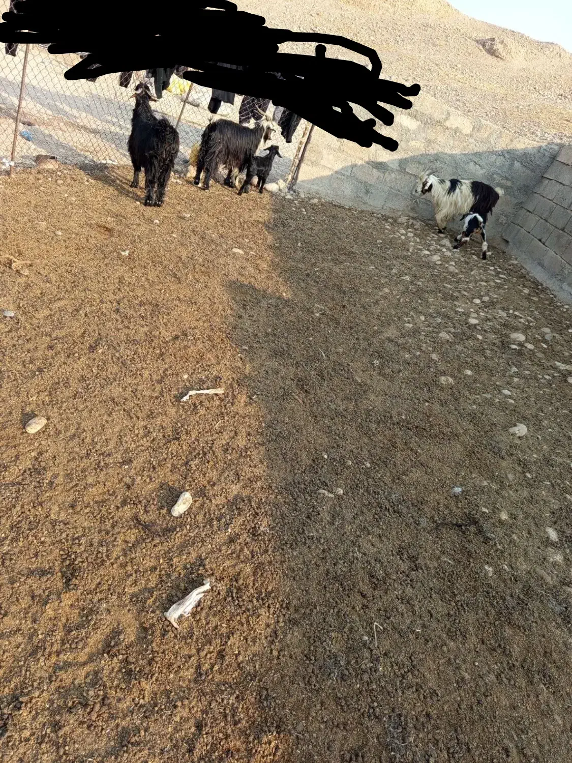 دوعدد بز و یک چپش و دو بیگ|حیوانات مزرعه|اندیمشک, |دیوار