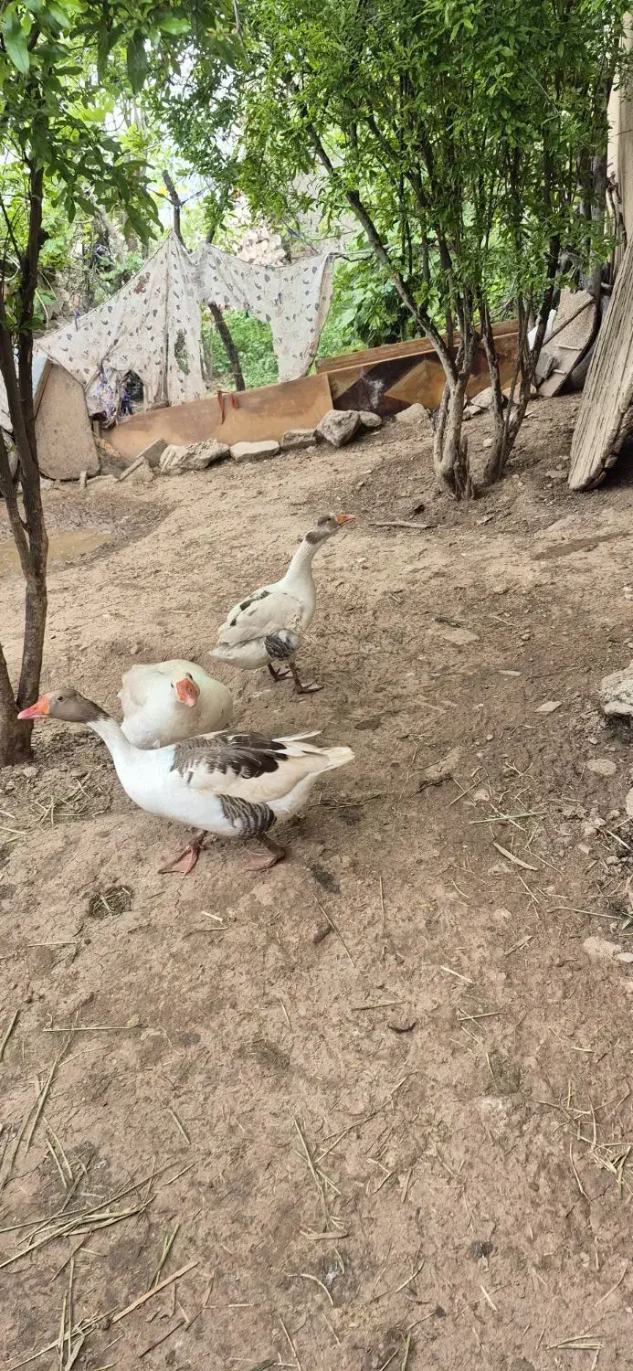 غاز|حیوانات مزرعه|خرم‌آباد, |دیوار