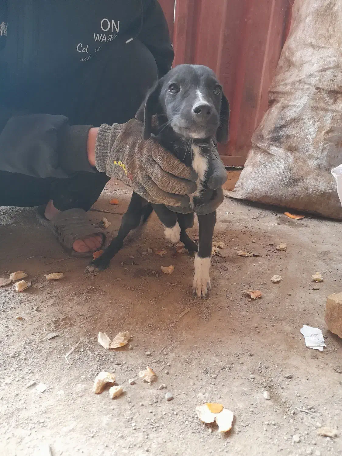 سگ دنبلانی|سگ|مینودشت, |دیوار