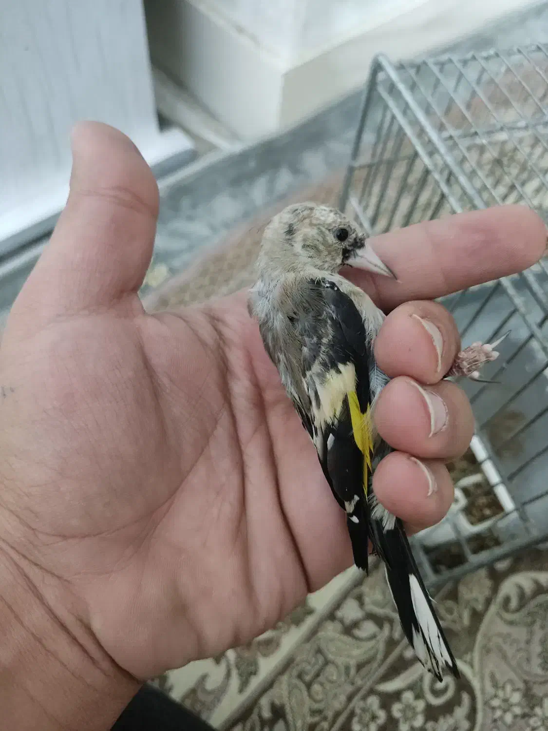 جوجه سهره نر|پرنده|اسلامشهر, مظفریه|دیوار