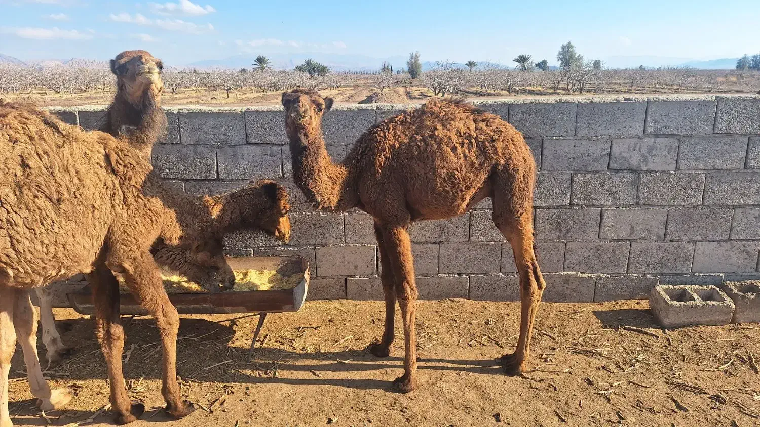 هاشی نر|حیوانات مزرعه|راور, |دیوار