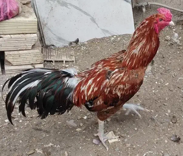 مرغ وخروس|حیوانات مزرعه|پیربازار, |دیوار