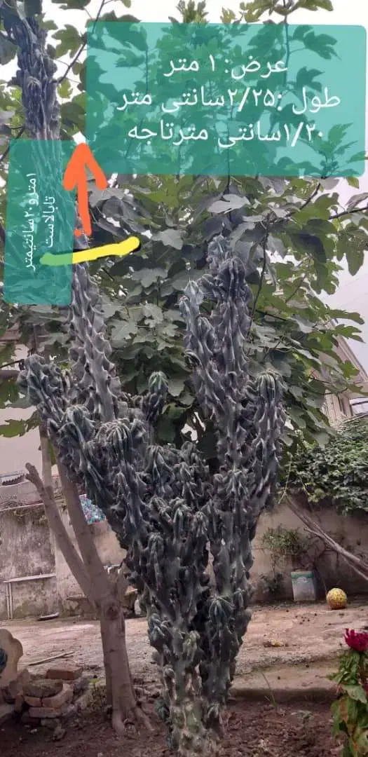 کاکتوس صخره ای سبزسبز|گل و گیاه طبیعی|قائم‌شهر, |دیوار
