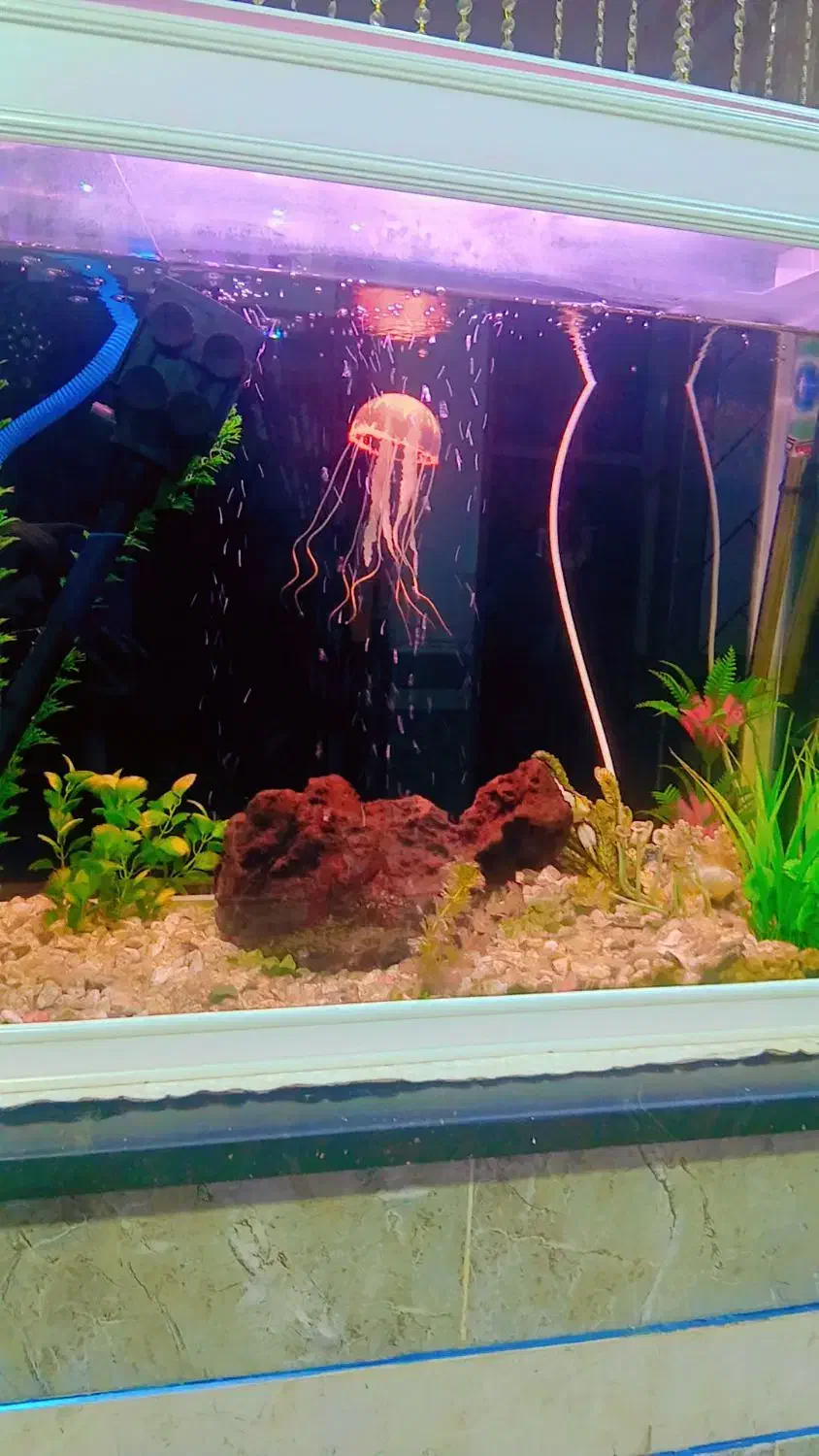 آکواریم سه بعدی 80سانتی|گل و گیاه طبیعی|خاش, |دیوار