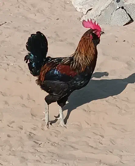 خروس محلی اصیل|حیوانات مزرعه|اهرم, |دیوار