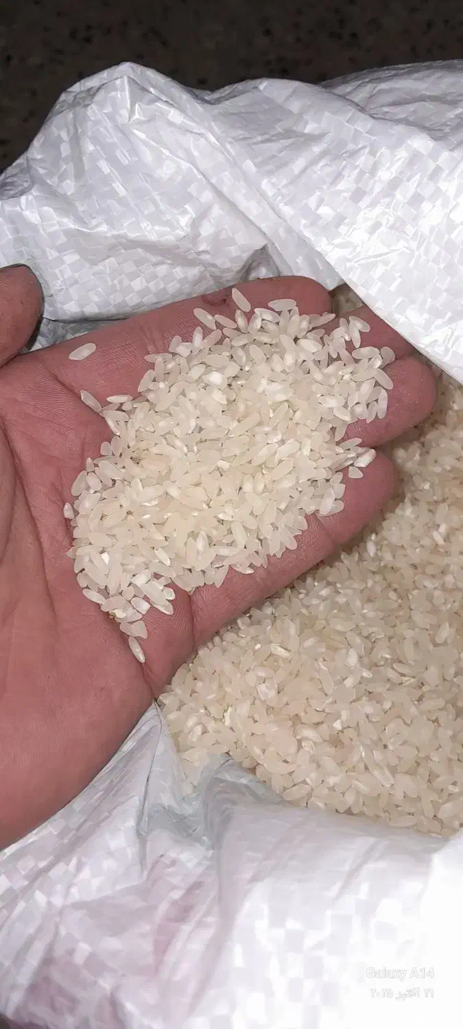 برنج کامفیروزی|عمده‌فروشی|کر, |دیوار