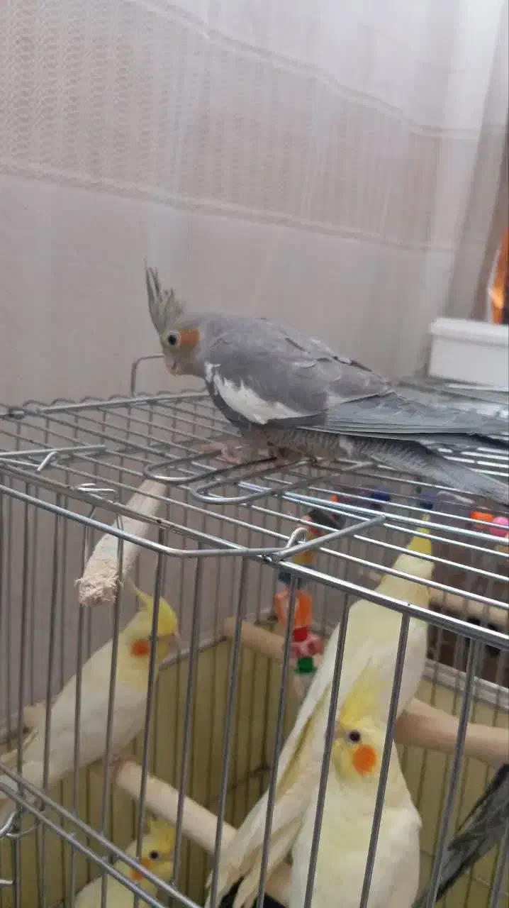 عروس هلندی سرلاکی|پرنده|قم, سید معصوم|دیوار