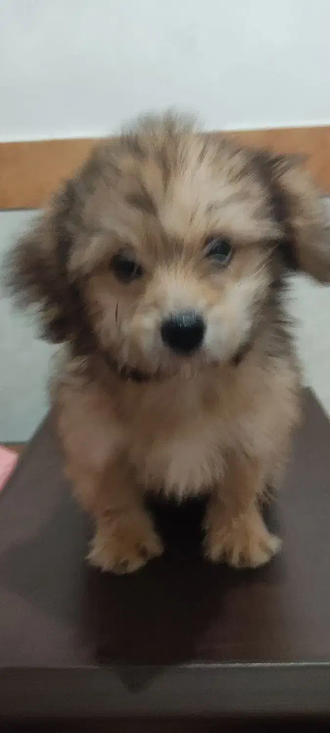 ترکیب اشپیدز و پامر|سگ|اندیمشک, |دیوار