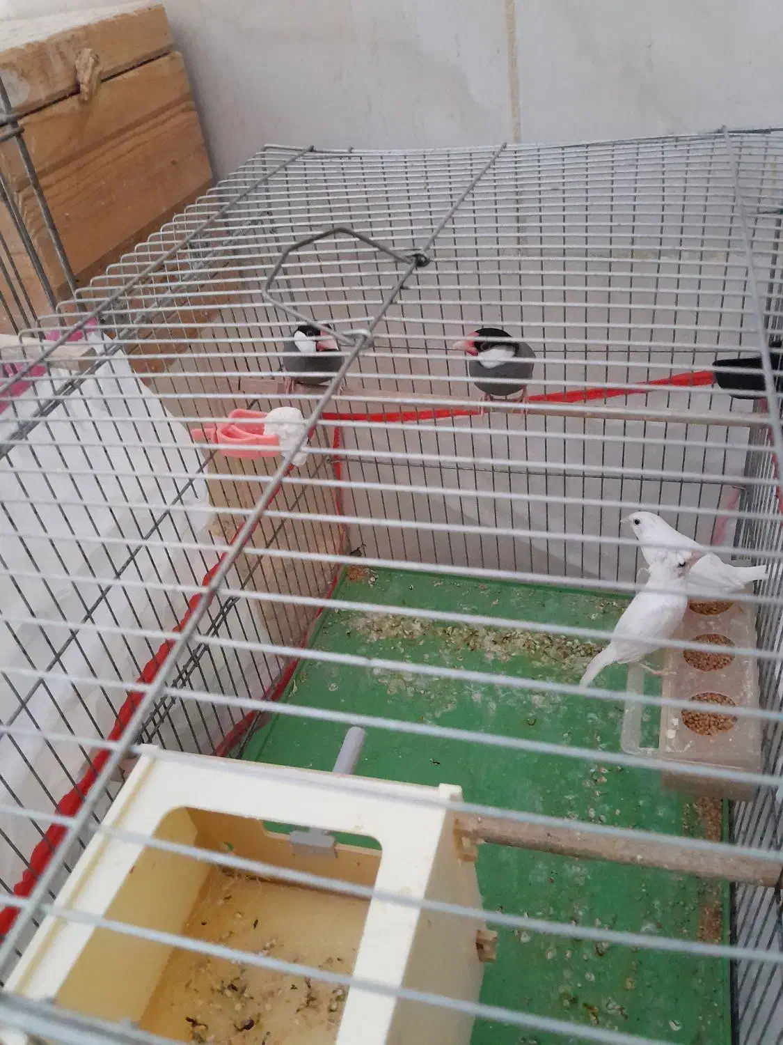 فنج مصری وبنگالی|پرنده|عسلویه, |دیوار