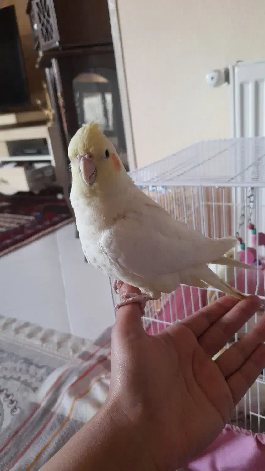 عروس هلندی|پرنده|طرقبه, |دیوار