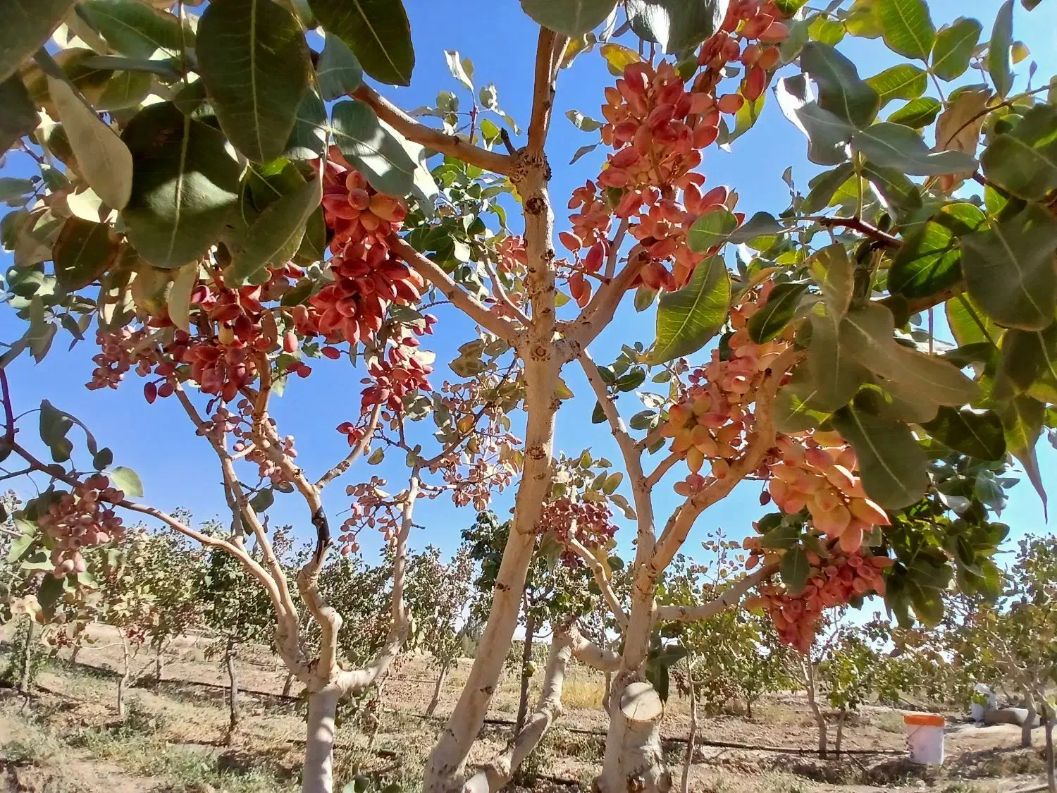 فروش نهال پسته ممتاز در گرگاب|خدمات باغبانی و درختکاری|شاهین‌شهر, گرگاب|دیوار