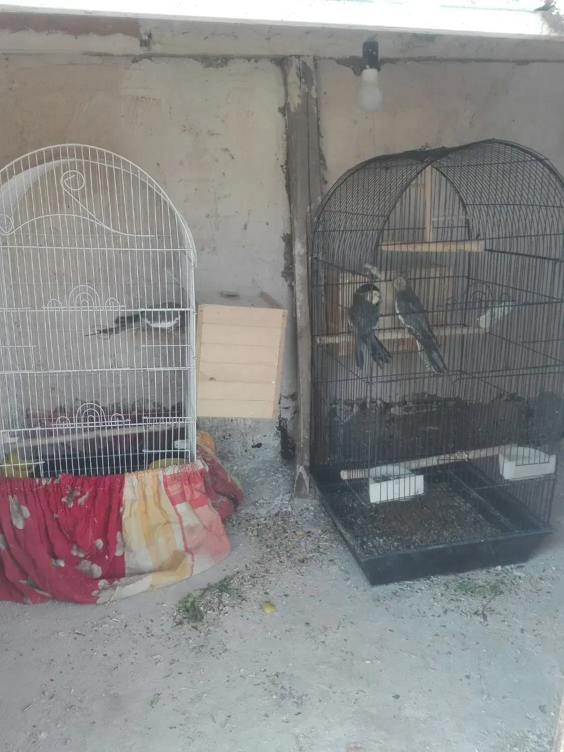 عروس هلندی|پرنده|شیراز, گلشن|دیوار