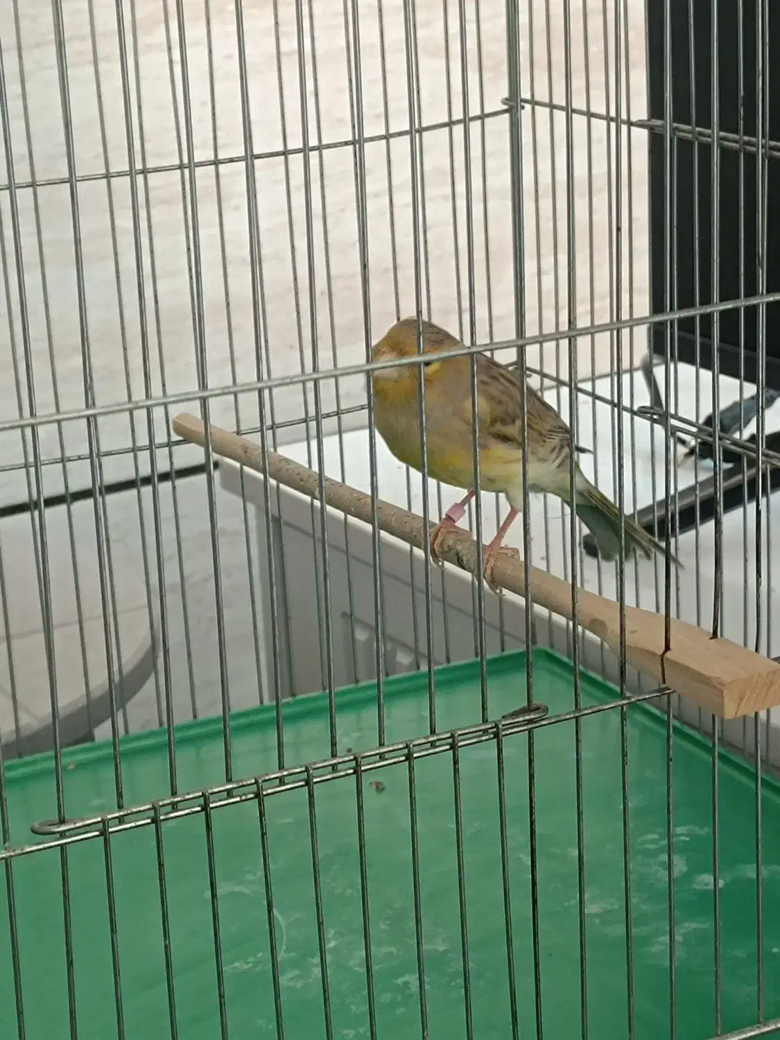 قناری ماده آماده|پرنده|شیراز, کوشک میدان|دیوار