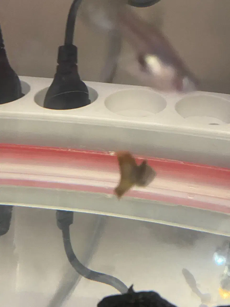 ماهی گپی ماده|ماهی|خسروشاه, |دیوار